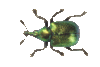 UK BAP Beetles Project